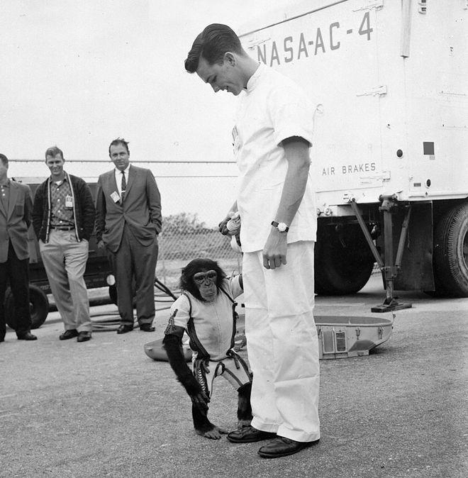 乐鱼app平台63年前美国将一只黑猩猩送进太空回来后却发现了种种不对劲(图18)